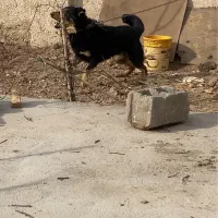 سگ نگهبان|سگ|ورامین, ورامین|دیوار