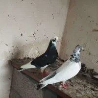 فروش کبوتر شازده