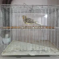 قناری نر|پرنده|پارس‌آباد, |دیوار