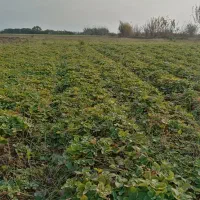 نهال توت فرنگی کاماروس|گل و گیاه طبیعی|مزرعه کتول, |دیوار