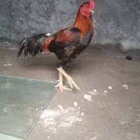 خروس|حیوانات مزرعه|میناب, |دیوار