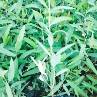 نهال اکلیتوس موجود|خدمات باغبانی و درختکاری|جهرم, |دیوار