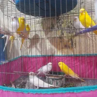 فنج .مرغ عشق|پرنده|میناب, |دیوار