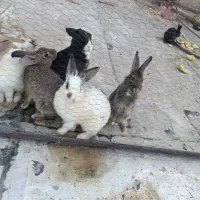 فروش خرگوش|موش و خرگوش|پاکدشت, شهرک انقلاب|دیوار