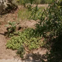 یونجه