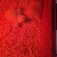 جوجه برهما لایت