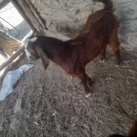 بزغاله بذری ب فروش میرسد