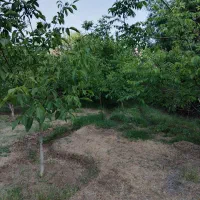 فروش باغ|فروش دفتر صنعتی، کشاورزی، تجاری|الشتر, |دیوار