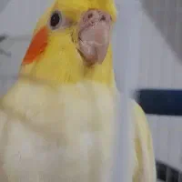 عروس هلندی لوتینو با قفس