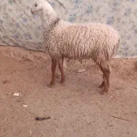 بره قوچی وتقلی