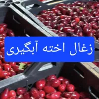 تضمین کیفیت|خوردنی و آشامیدنی|شیراز, شهرک مدرس|دیوار