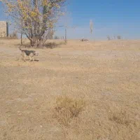 ماده عراقی درجه یک|سگ|سجاس رود, |دیوار