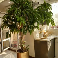 فروش درختچه آمستل سه تنه‌ای