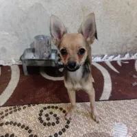 سگ خانگی ماده شیواوا 4 ماه