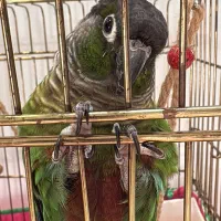 پرنده طوطی گرینجیک(گم شده)