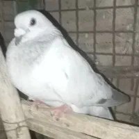 جفت کبوتر با دو جوجه