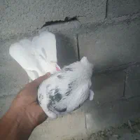 هما|پرنده|نقده, |دیوار