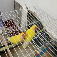 سلام یک جفت کوتوله برزیلی|پرنده|سلیمان, |دیوار