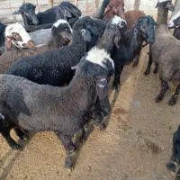 17راس بره نر ماده