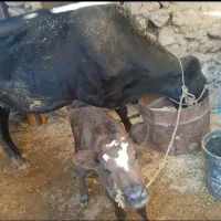 گاو فروشی|حیوانات مزرعه|دره شهر, |دیوار