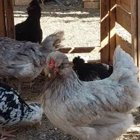 تخم مرغ نطفه دار گلین|حیوانات مزرعه|زنجان, |دیوار