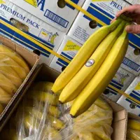 فروش عمده موز اکوادور هندی قیمت رقابتی