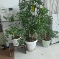 گل طبیعی زیبا