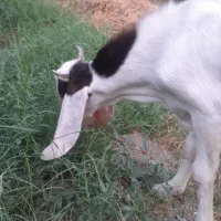 چپشت گلابی