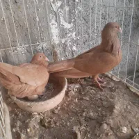 کبوتر زرد سوقدیم