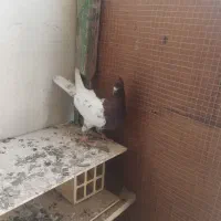 جفت کفتر کله سرخ|پرنده|کنارک, |دیوار