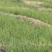 نشاپیاز|گل و گیاه طبیعی|میناب, |دیوار