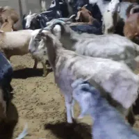 بز ابستن|حیوانات مزرعه|بندر گناوه, |دیوار