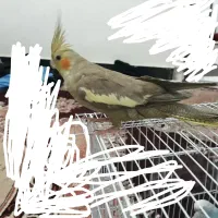 عروس هلندی  ماده معاوضه با عروس هلندی نر