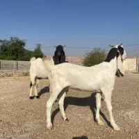 بز و پازن پاکستانی