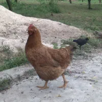 خروس ومرغ فروشی