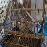 طوطی کوتوله برزیلی