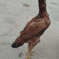 مرغ لاری اصیل|حیوانات مزرعه|میانه, |دیوار