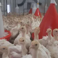 جوجه بوقلمون نیمچه