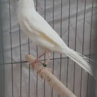 فروش قناری نر سفید