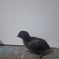 جوجه وتخم ،نژاده پیلموت راک (امروک)و ایام سمانی|حیوانات مزرعه|رشت, فخب|دیوار