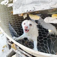 سگ نژاد دار