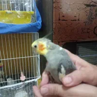 عروس هلندی|پرنده|مشهد, ویلاشهر|دیوار