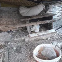 کبوتر دوم چتری ،کبوتر پرشی|پرنده|بابلسر, |دیوار