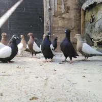 کبوتر رنگی|پرنده|بیستون, |دیوار