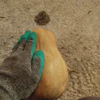 کدو|خوردنی و آشامیدنی|تهران, صفا|دیوار