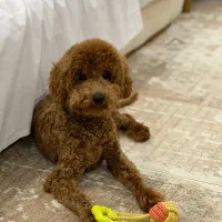 یک پودل مینیاتور|سگ|کرمانشاه, |دیوار