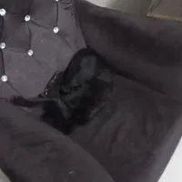 واگذاری گربه ژاپنی|گربه|نیشابور, گنبد سبز|دیوار