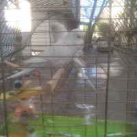 مرغ عشق انگلیسی