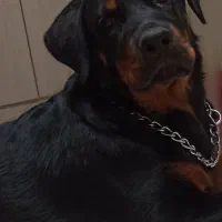 سگ گمشده نژاد روتوایلر( ۲۰ میلیون مژدگانی)