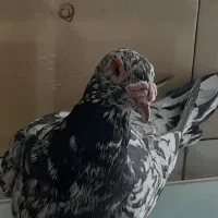 کوهی دورگ|پرنده|اهواز, کوی علوی|دیوار